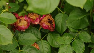 Maladie des rosiers