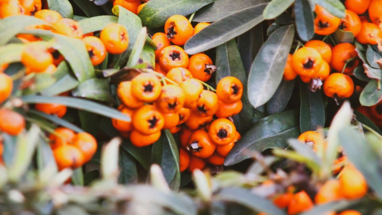 Pyracantha