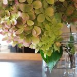 Bouturer un hortensia dans l’eau