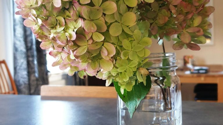Bouturer un hortensia dans l’eau