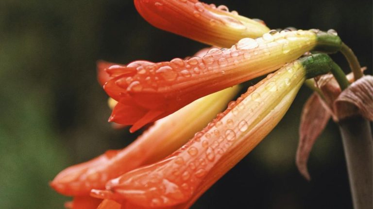 Fleur gouttes de sang