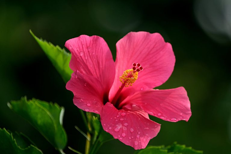 Bouture d’hibiscus dans l’eau