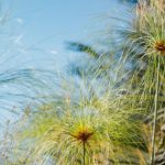 Repartir un papyrus