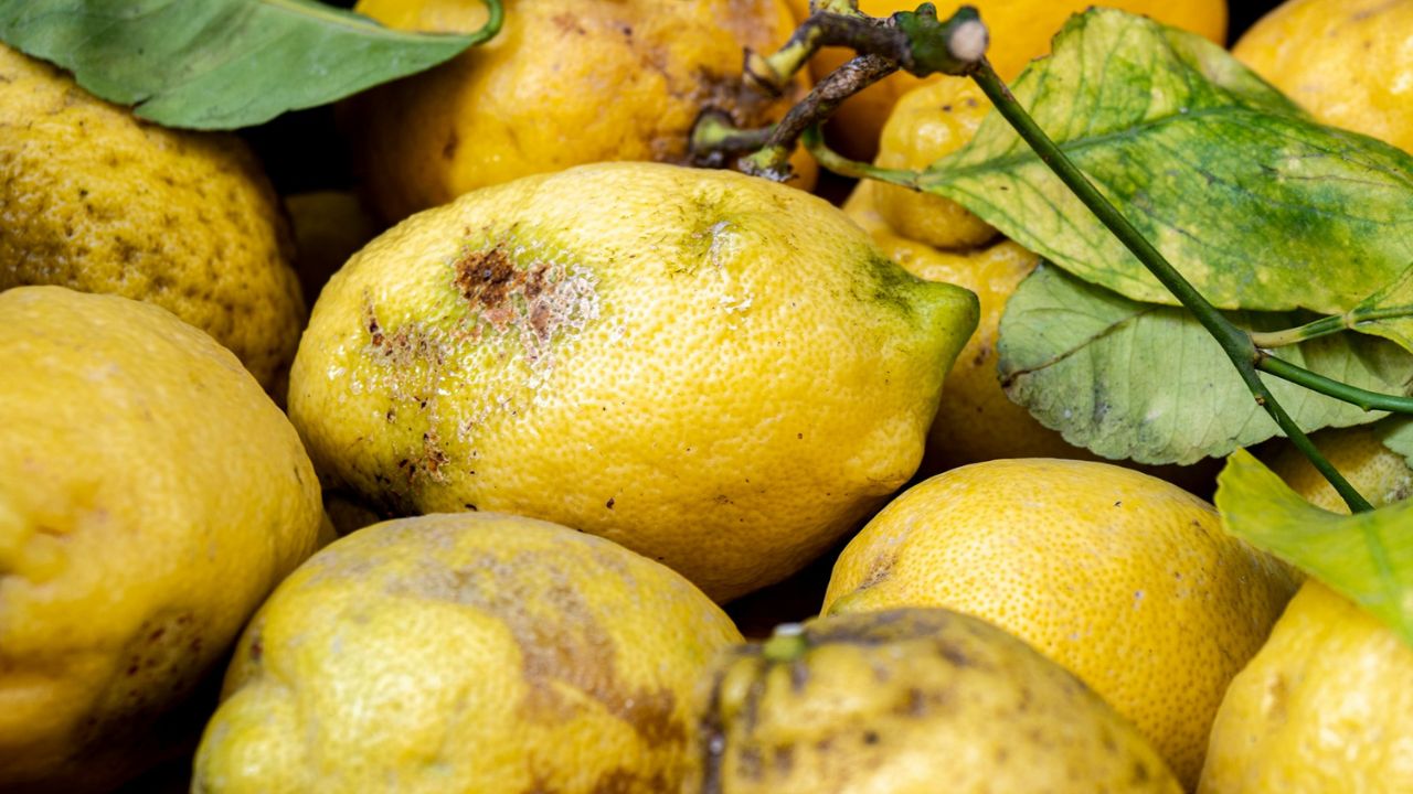 Maladie du citronnier