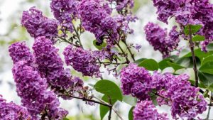 Lilas du Japon
