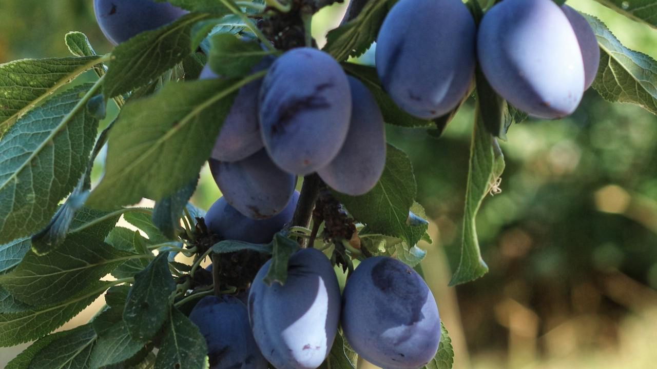 Prune sauvage