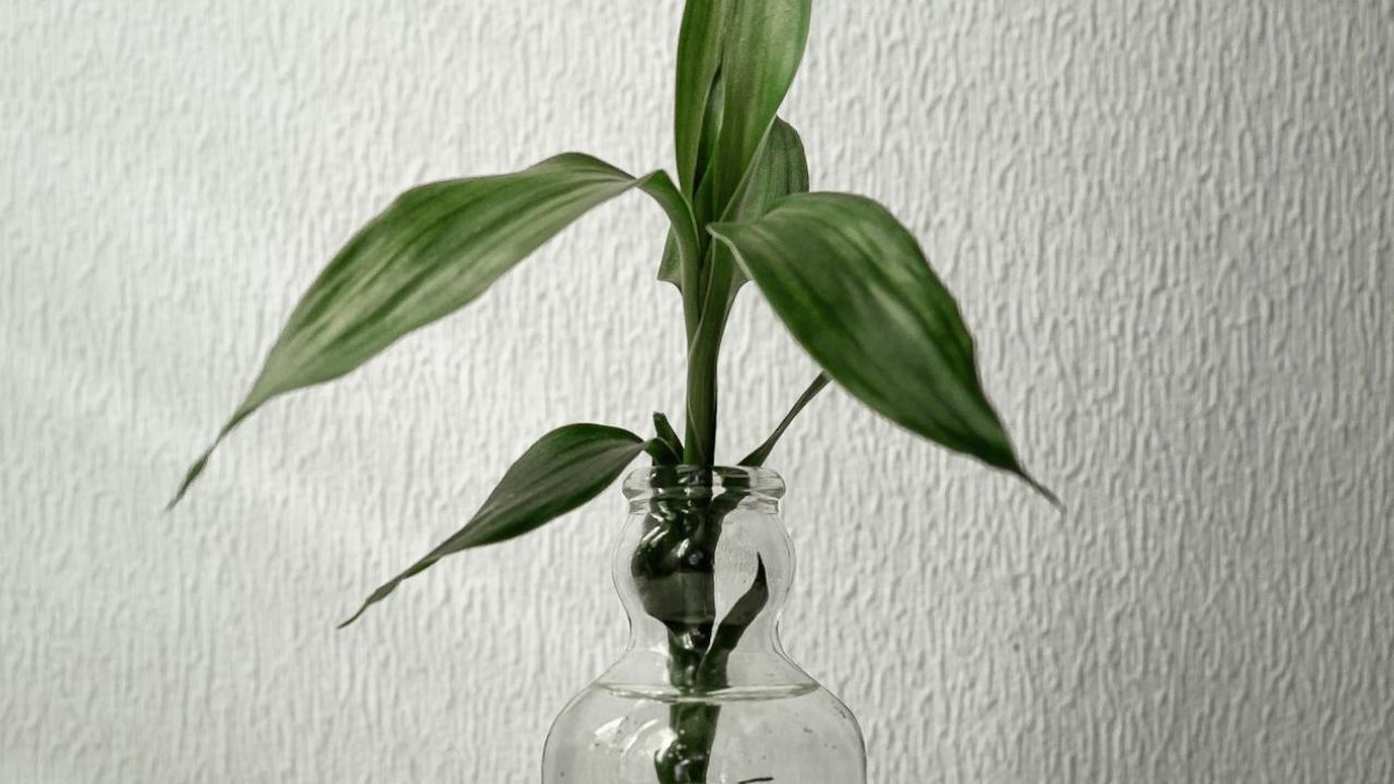Bouture de yucca