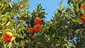 Mandarinier perd ses feuilles
