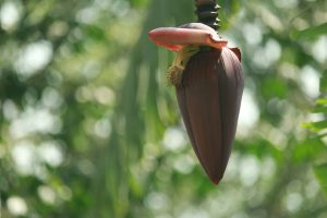 Bananier en fleurs
