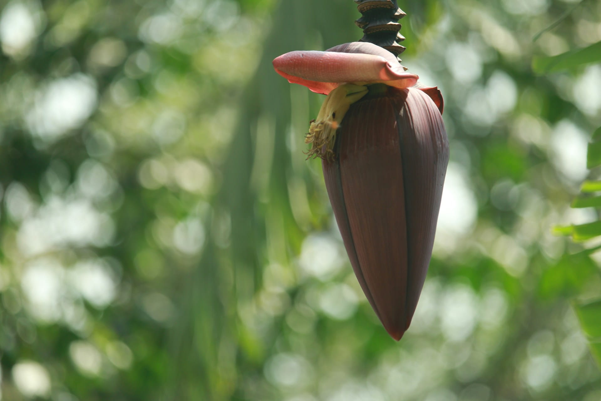 Bananier en fleurs