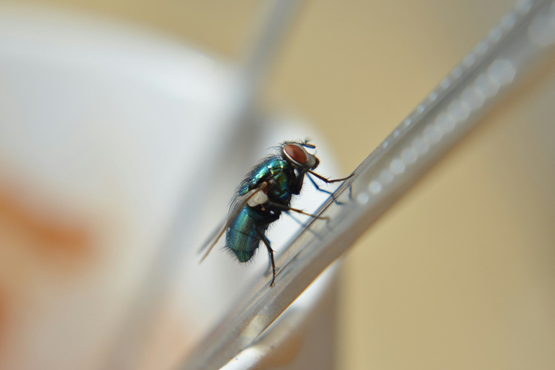 Mouche verte dans la maison
