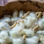 Petits vers blancs dans la maison