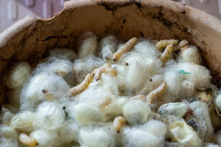 Petits vers blancs dans la maison