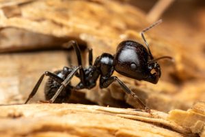 Fourmis charpentières dans la maison