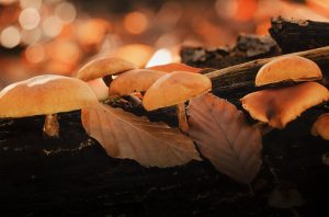 Champignon orange sur bois mort