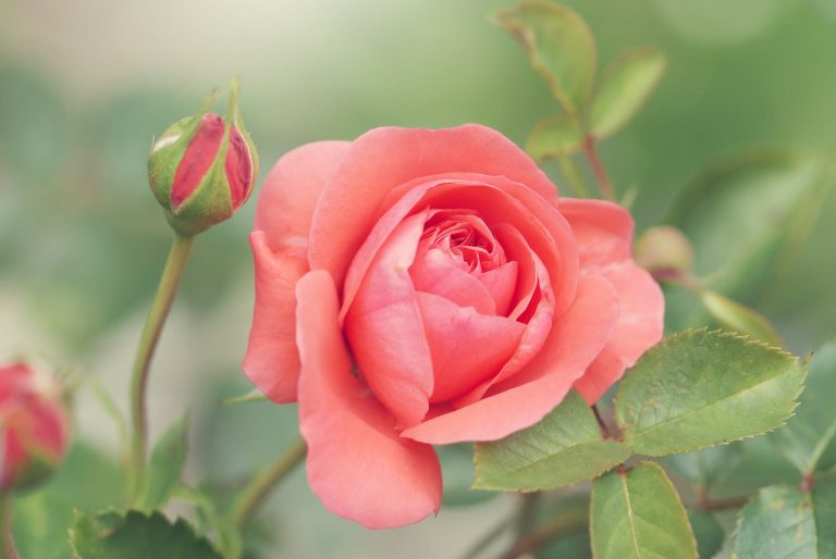 Durée de vie moyenne d’un rosier