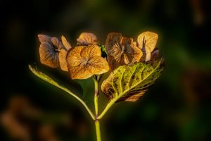 Hortensias feuilles jaunes