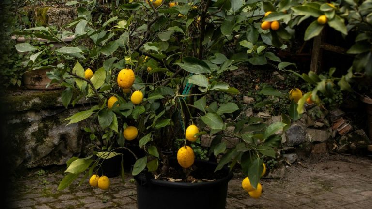 Tailler un citronnier en pot