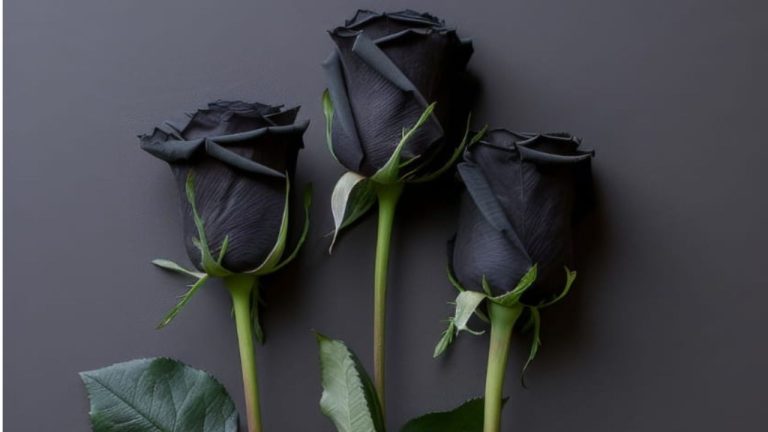 Rose noire