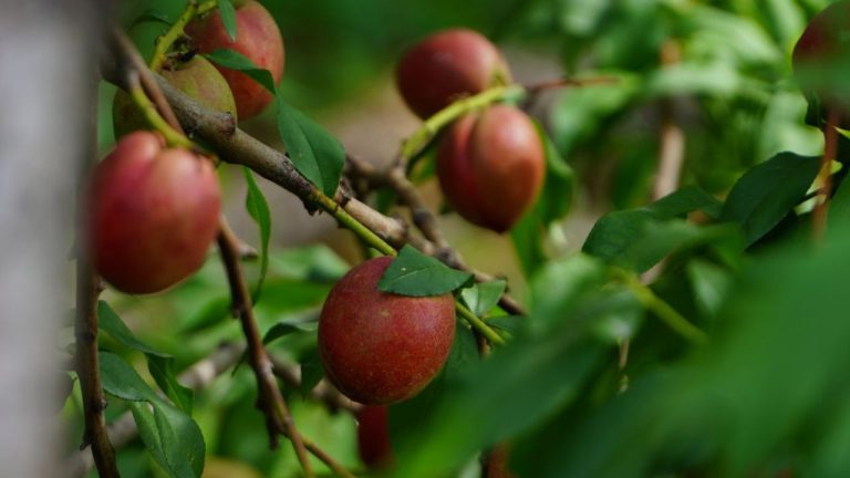 Ziziphus (jujube)