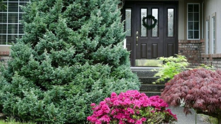 Arbres planter près d’une maison