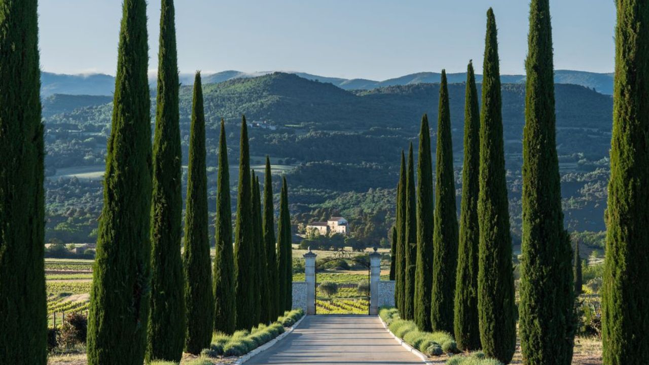 Cyprès de Leyland