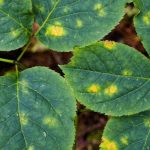 Maladies des rosiers