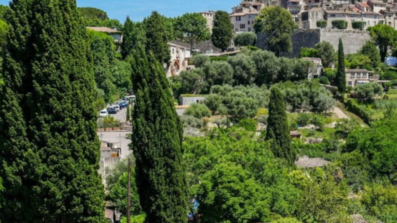 Différence entre le cyprès de Florence et le cyprès de Provence