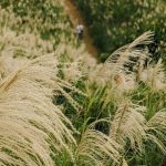 Miscanthus