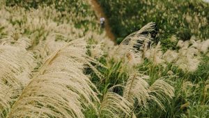 Miscanthus