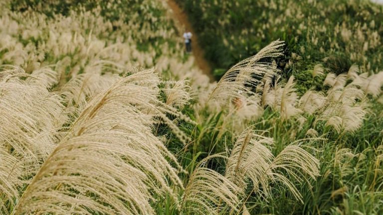 Miscanthus