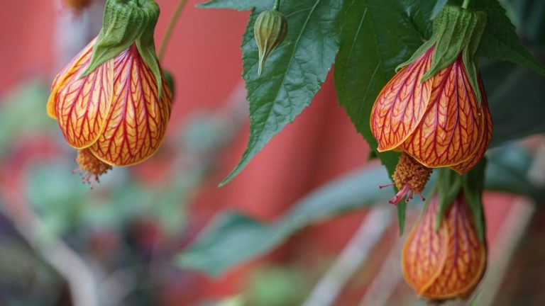 Abutilon