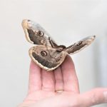 Les papillons de nuit dans la maison