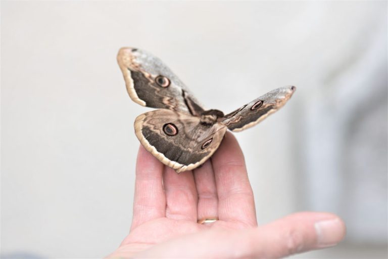 Les papillons de nuit dans la maison
