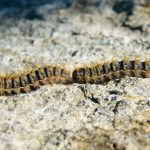 Chenille processionnaire au sol