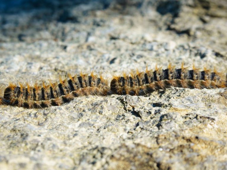 Chenille processionnaire au sol