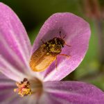 Stegobium paniceum