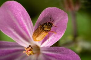 Stegobium paniceum