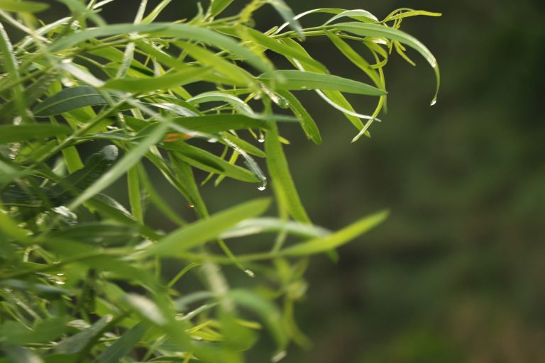 Tailler un saule crevette