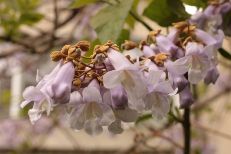 Inconvénients du paulownia