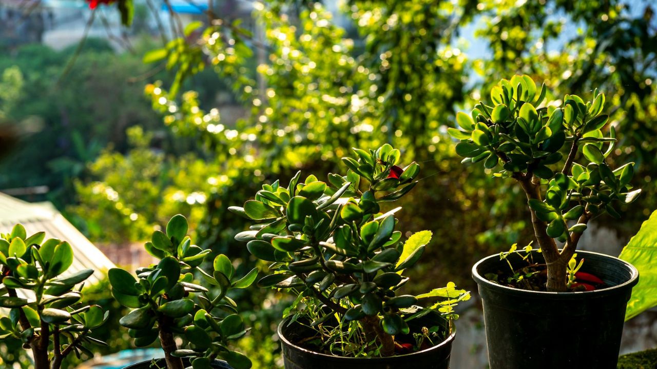 Arbre de Jade