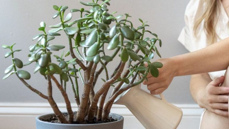 Money Tree Crassula