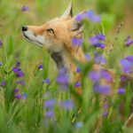 Répulsif naturel contre les renards