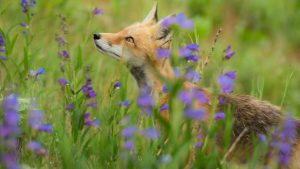 Répulsif naturel contre les renards