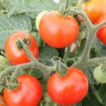 Engrais utiliser pour les tomates