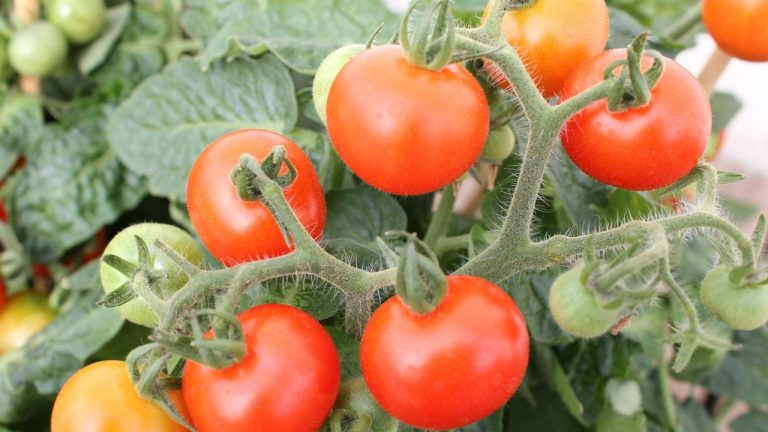 Engrais utiliser pour les tomates