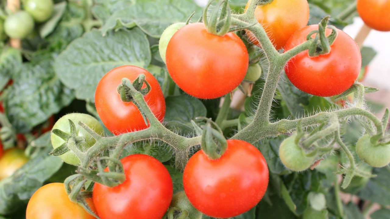 Engrais utiliser pour les tomates