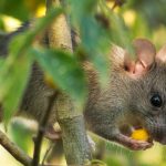 Se débarrasser des mulots au jardin