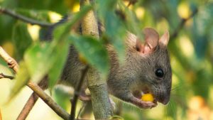 Se débarrasser des mulots au jardin