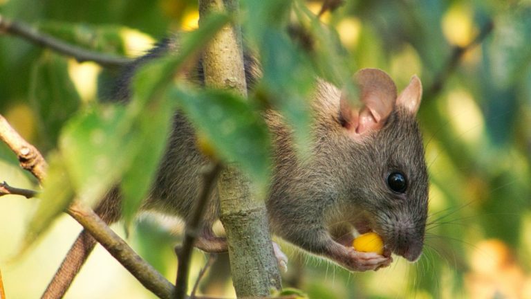 Se débarrasser des mulots au jardin